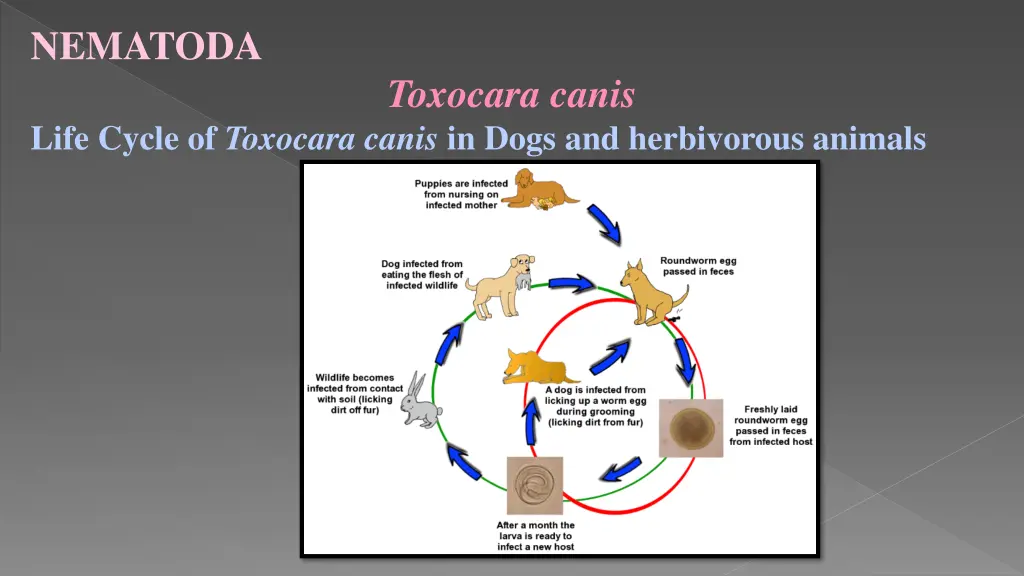 nematoda 5