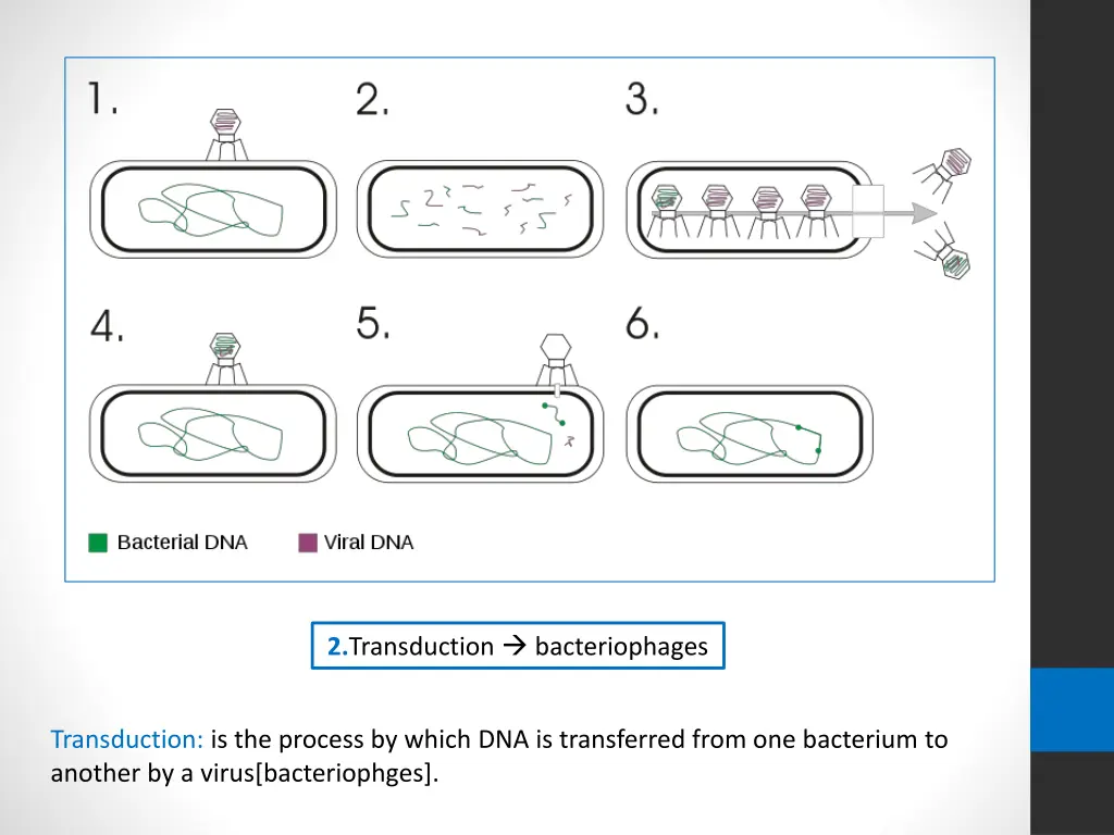 2 transduction bacteriophages