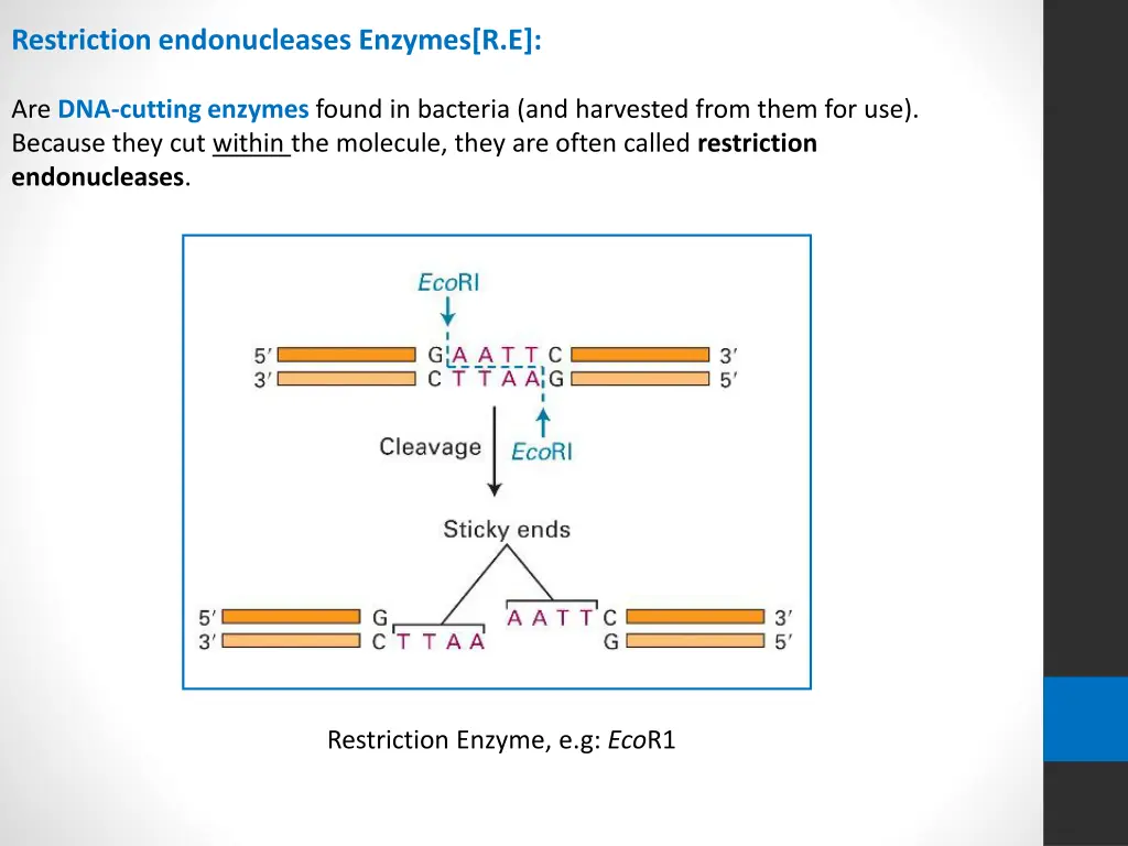 restriction endonucleases enzymes r e