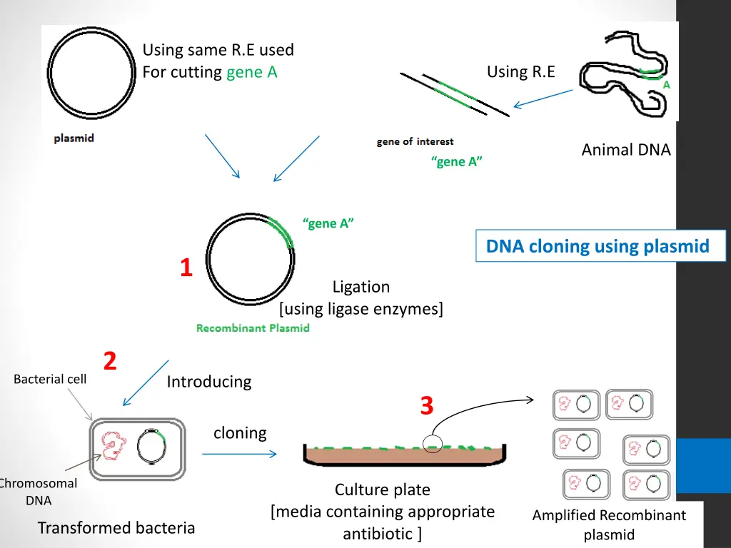 using same r e used for cutting gene a