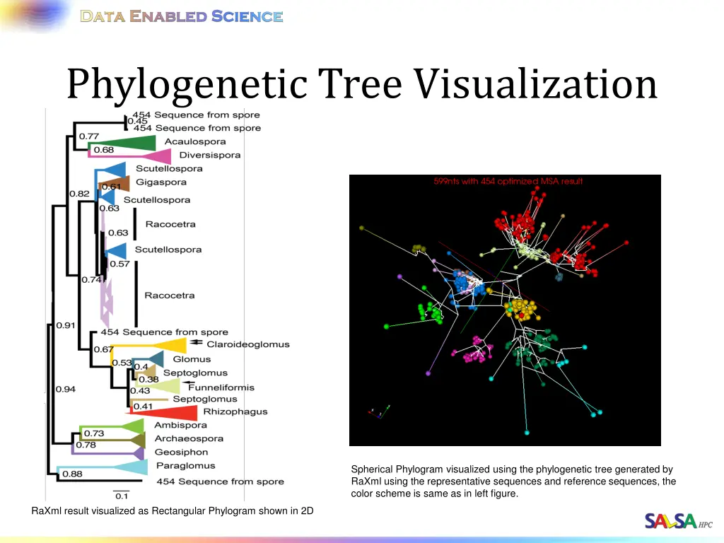 phylogenetic tree visualization