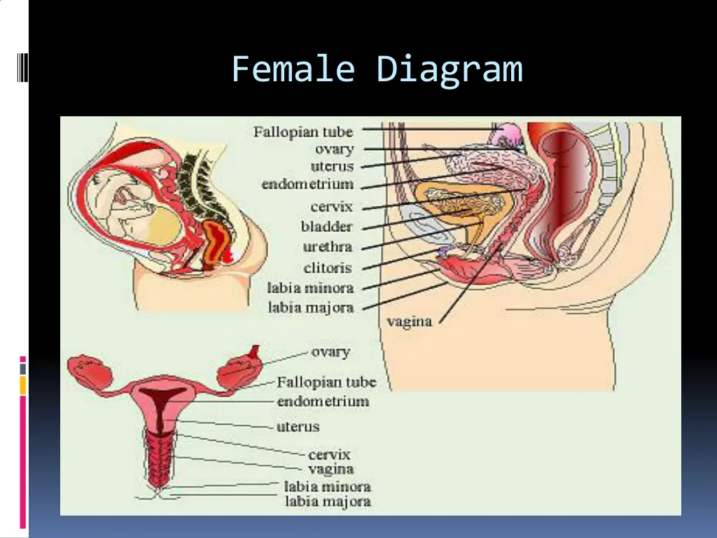 female diagram