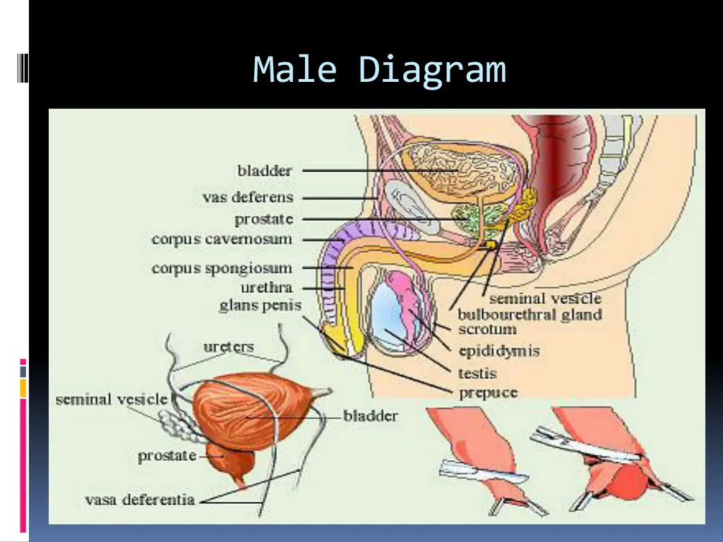 male diagram