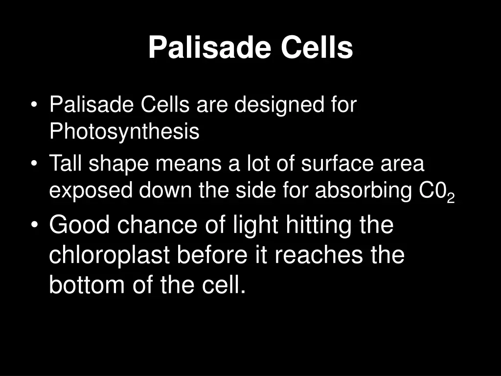 palisade cells