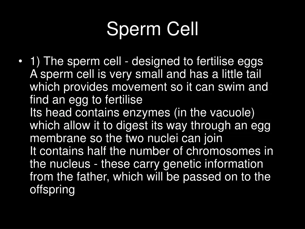 sperm cell