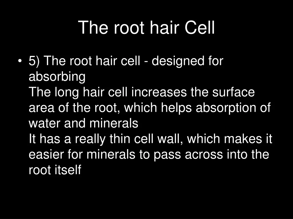 the root hair cell
