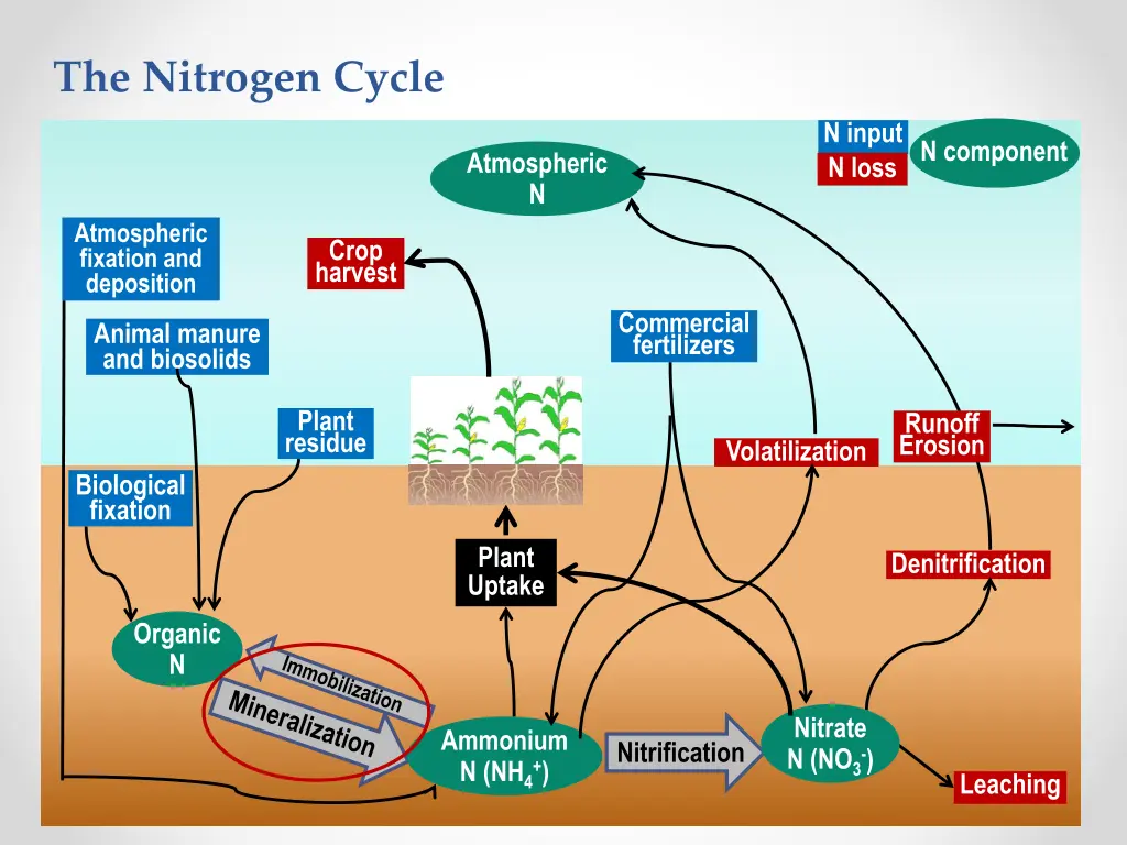 the nitrogen cycle