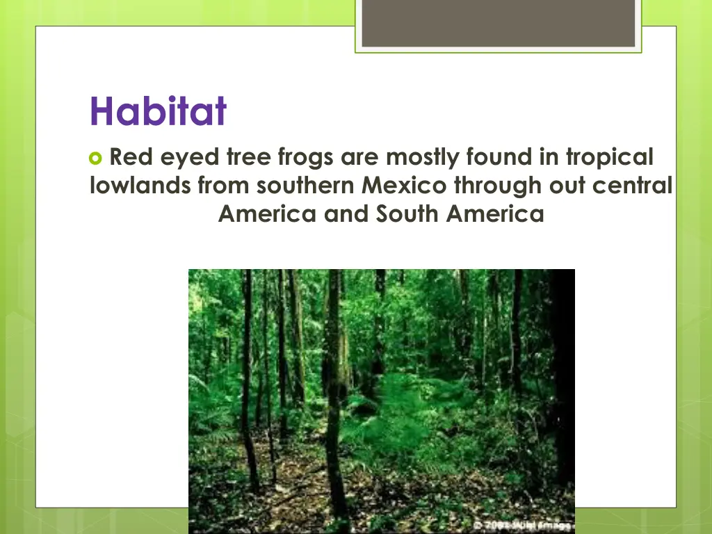 habitat red eyed tree frogs are mostly found
