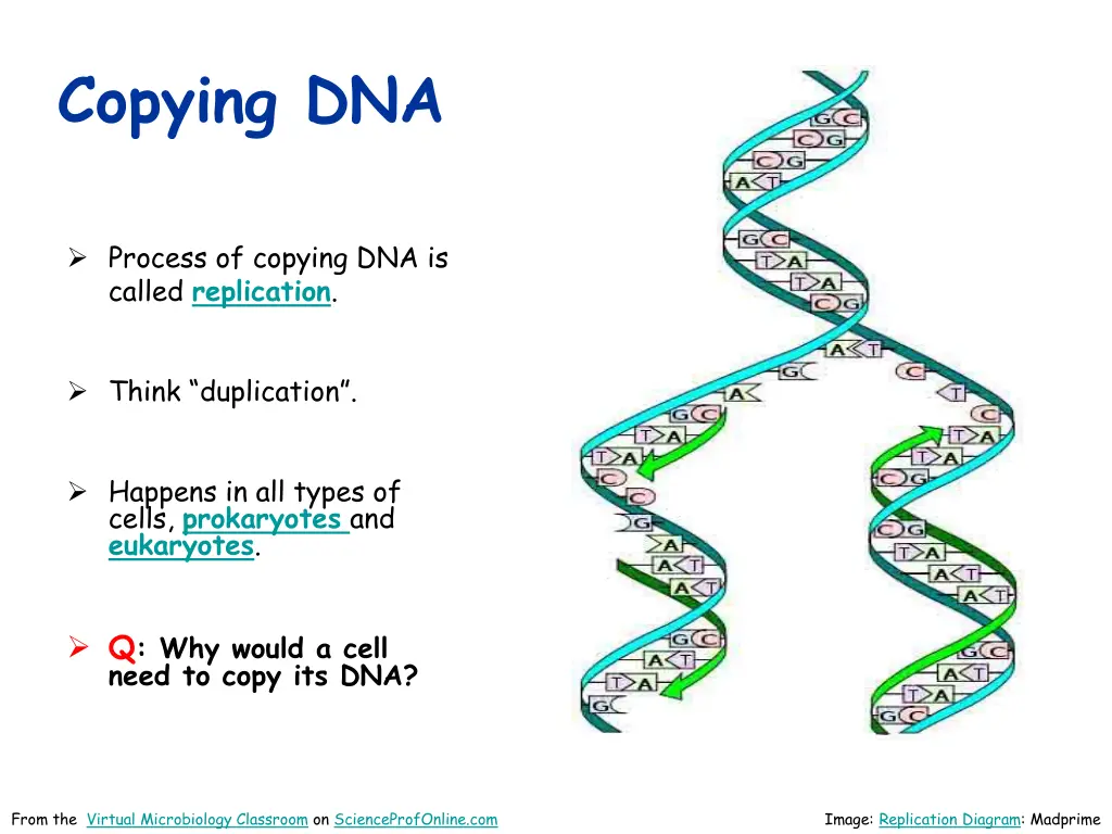 copying dna