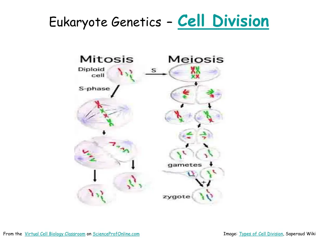 eukaryote genetics cell division