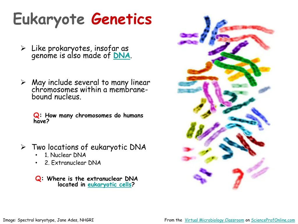 eukaryote genetics