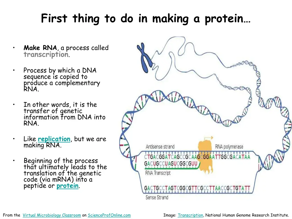 first thing to do in making a protein