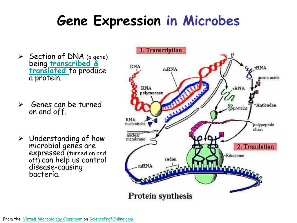 gene expression in microbes