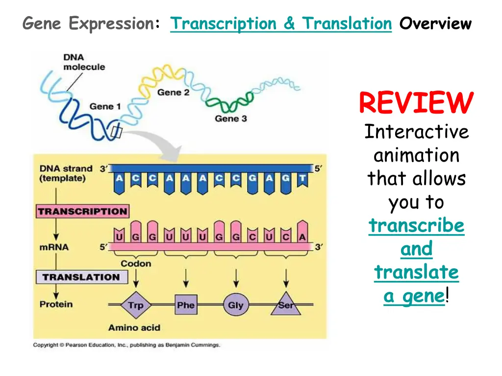 gene expression transcription translation overview