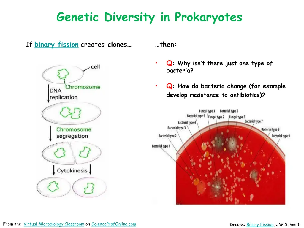 genetic diversity in prokaryotes