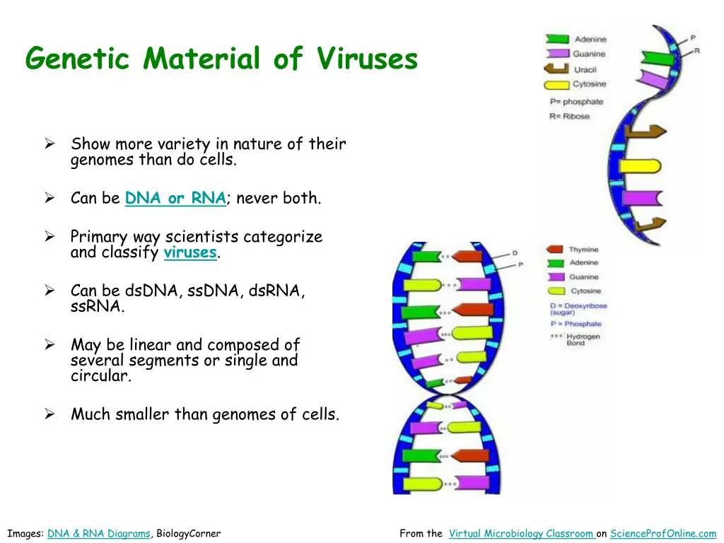 genetic material of viruses