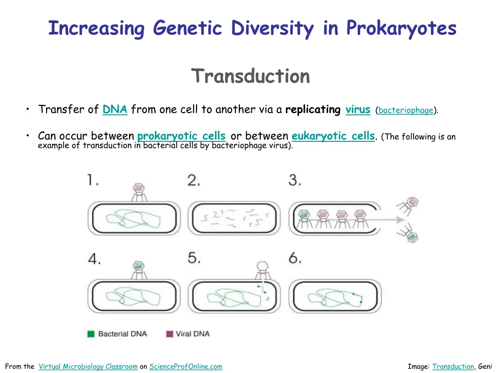 increasing genetic diversity in prokaryotes 3
