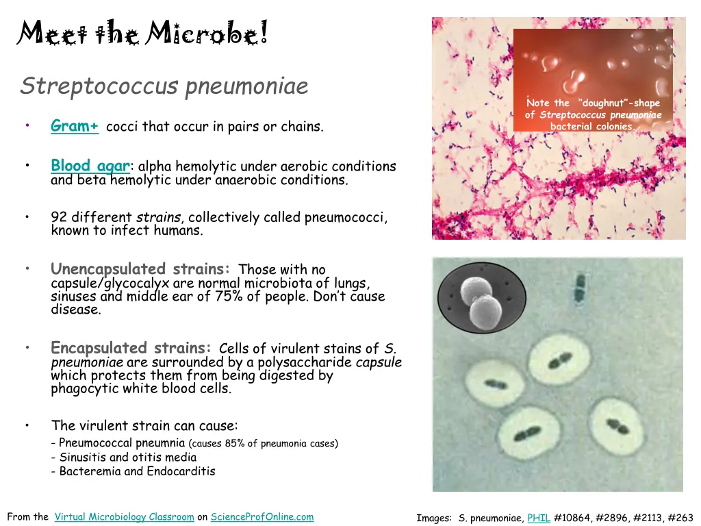 meet the microbe