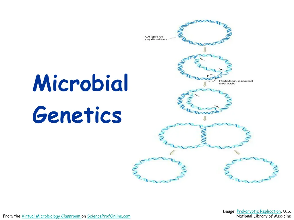 microbial genetics