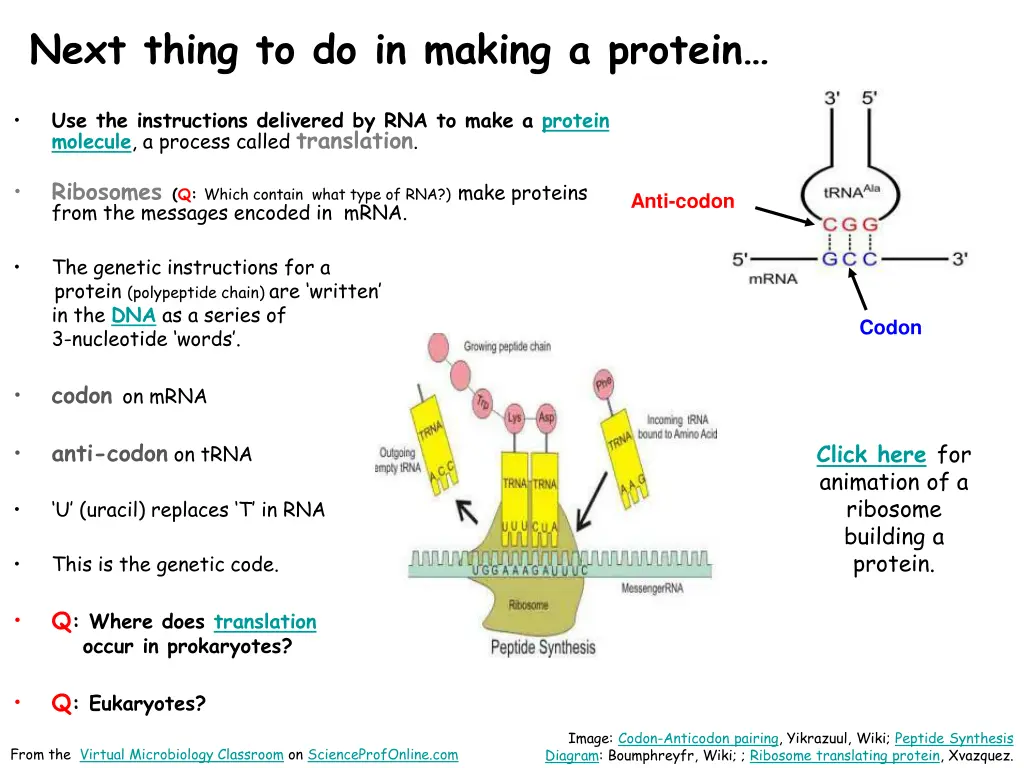 next thing to do in making a protein