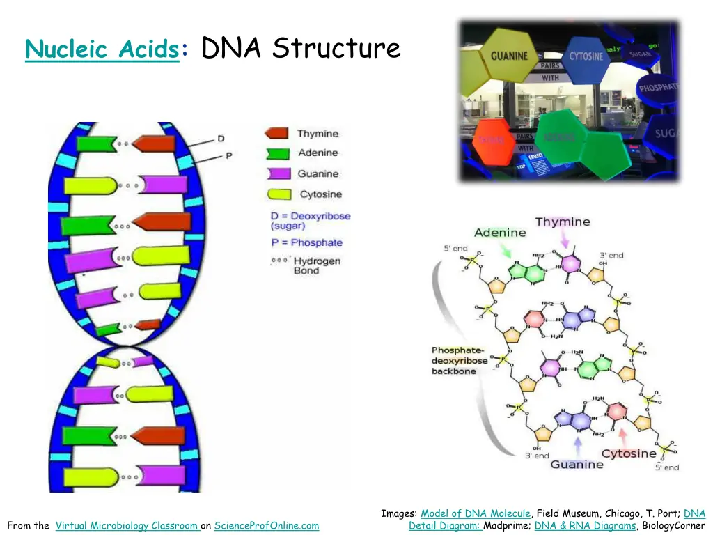 nucleic acids dna structure