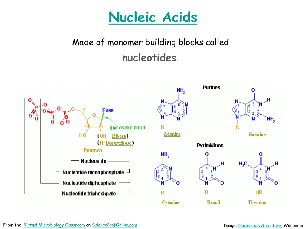 nucleic acids