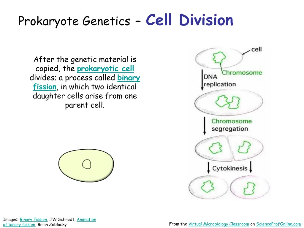 prokaryote genetics cell division