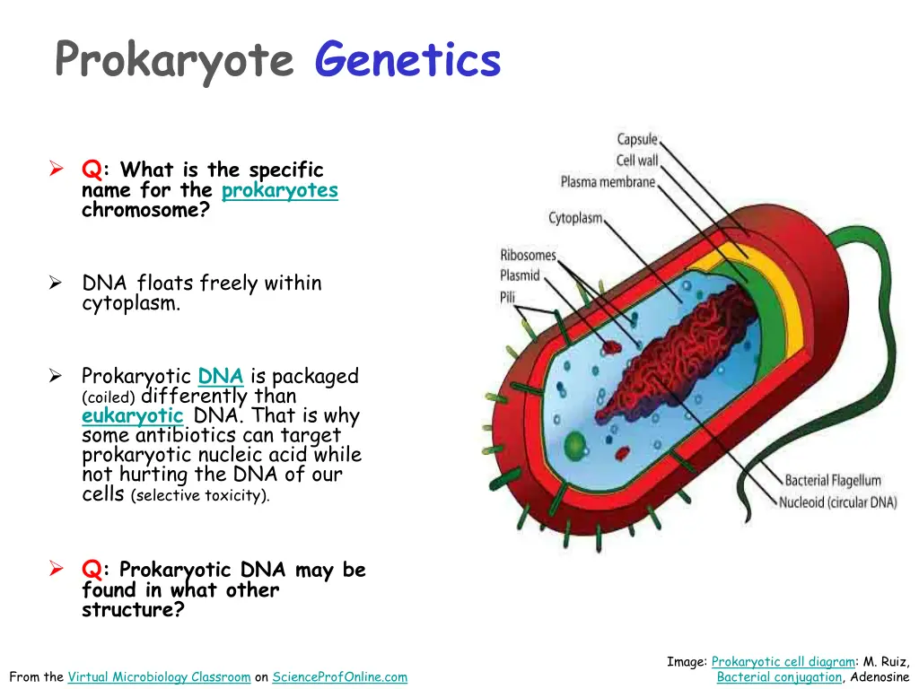 prokaryote genetics