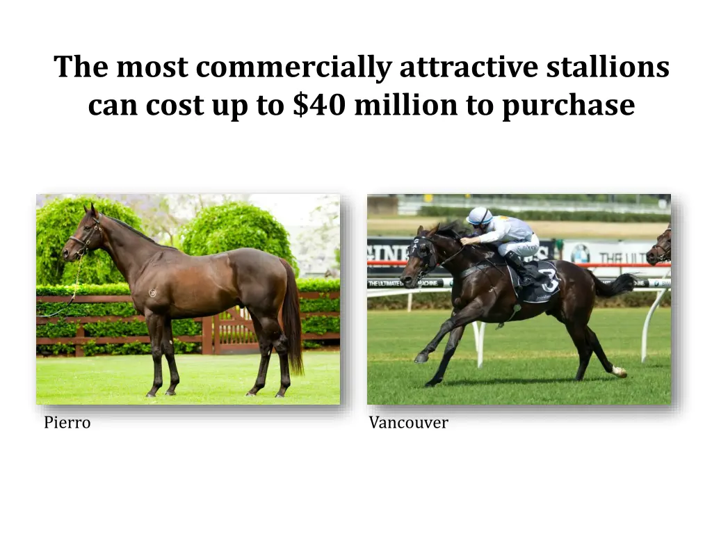 the most commercially attractive stallions