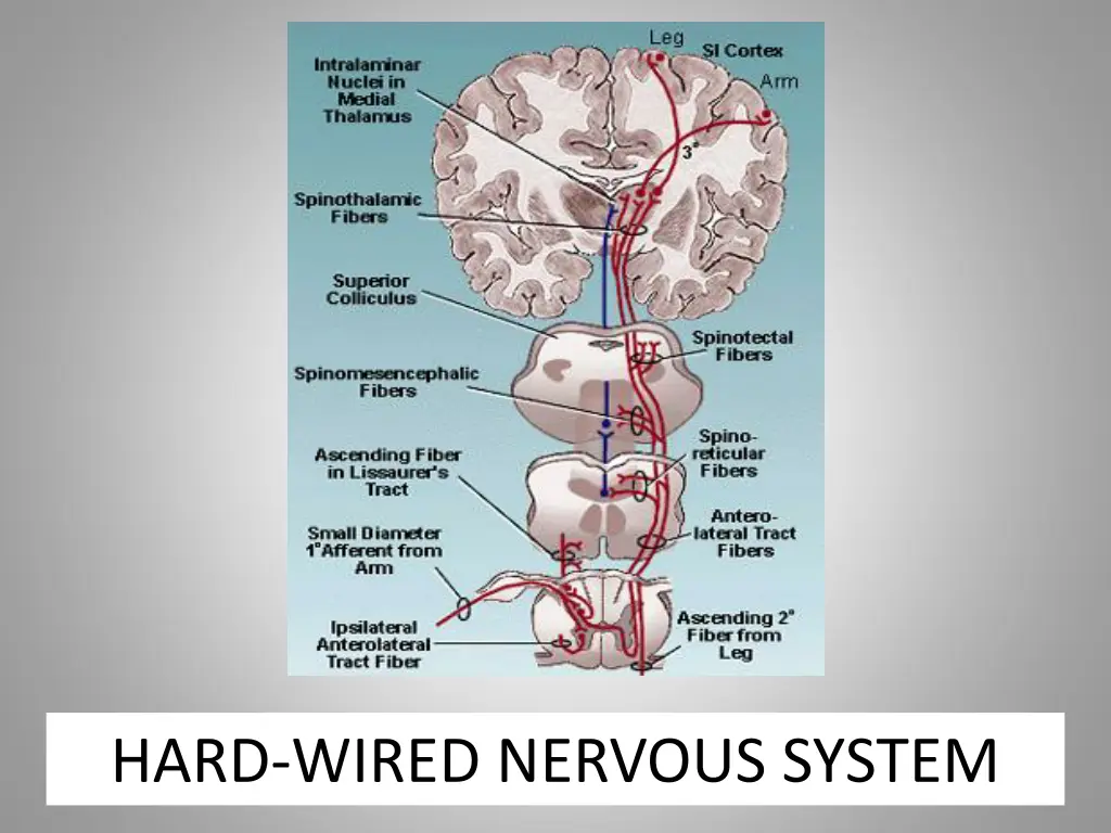 hard wired nervous system 1