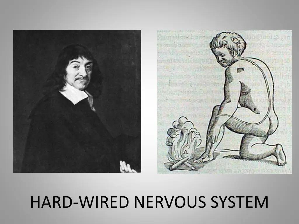 hard wired nervous system