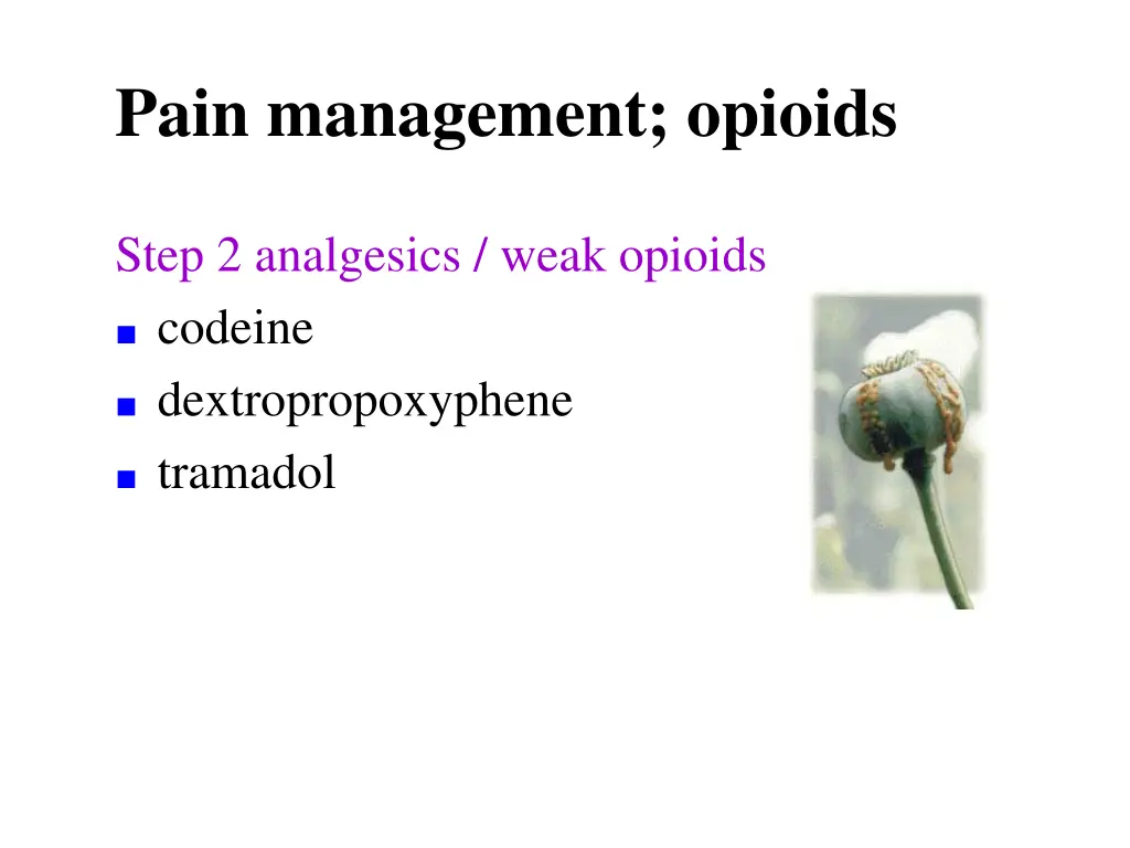 pain management opioids