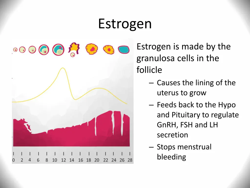 estrogen