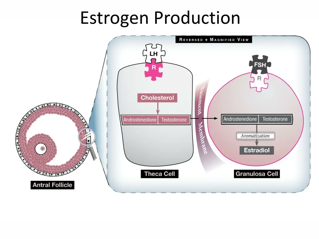 estrogen production