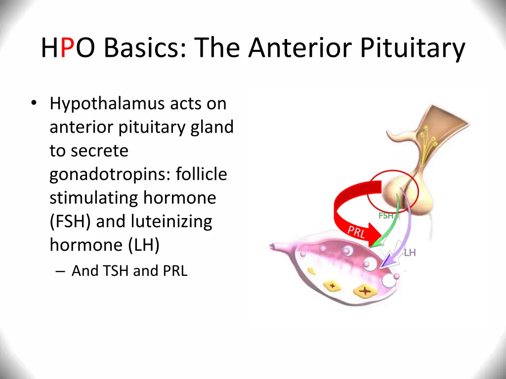 hpo basics the anterior pituitary