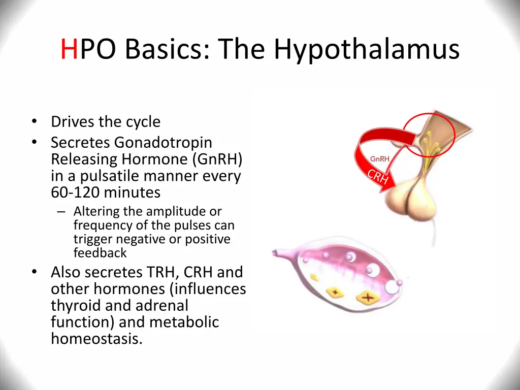 hpo basics the hypothalamus