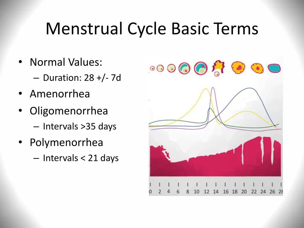 menstrual cycle basic terms