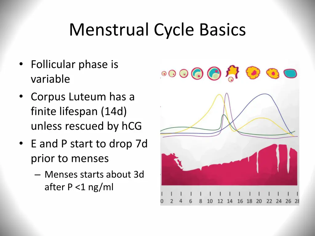 menstrual cycle basics