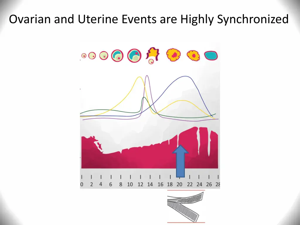 ovarian and uterine events are highly synchronized