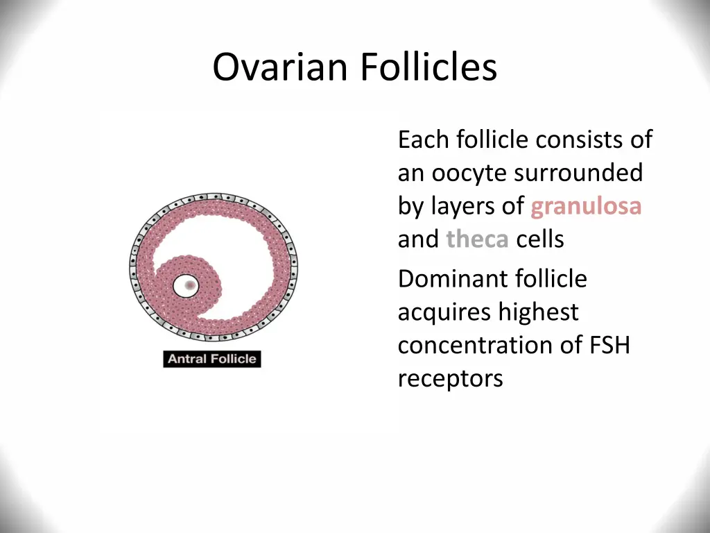 ovarian follicles 1