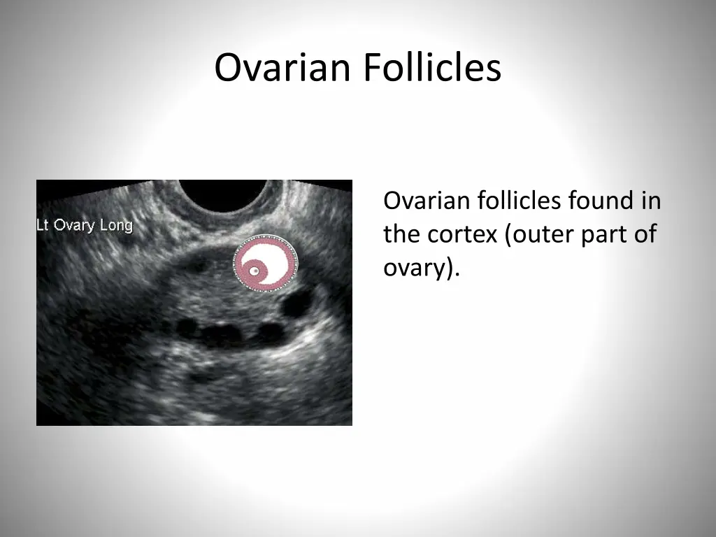 ovarian follicles