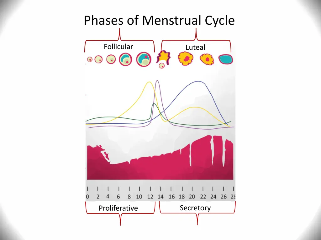 phases of menstrual cycle