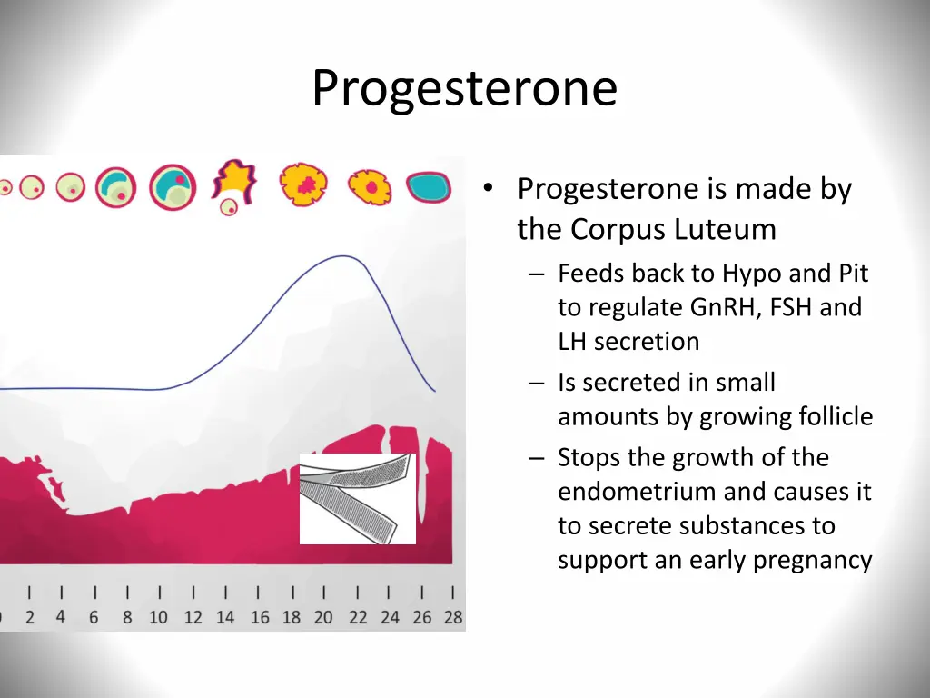 progesterone