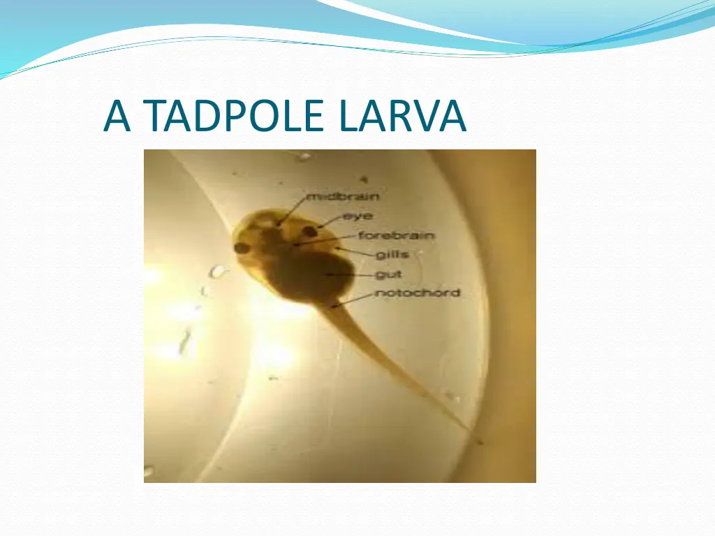 a tadpole larva