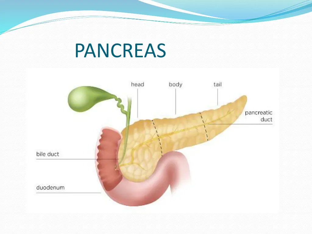 pancreas