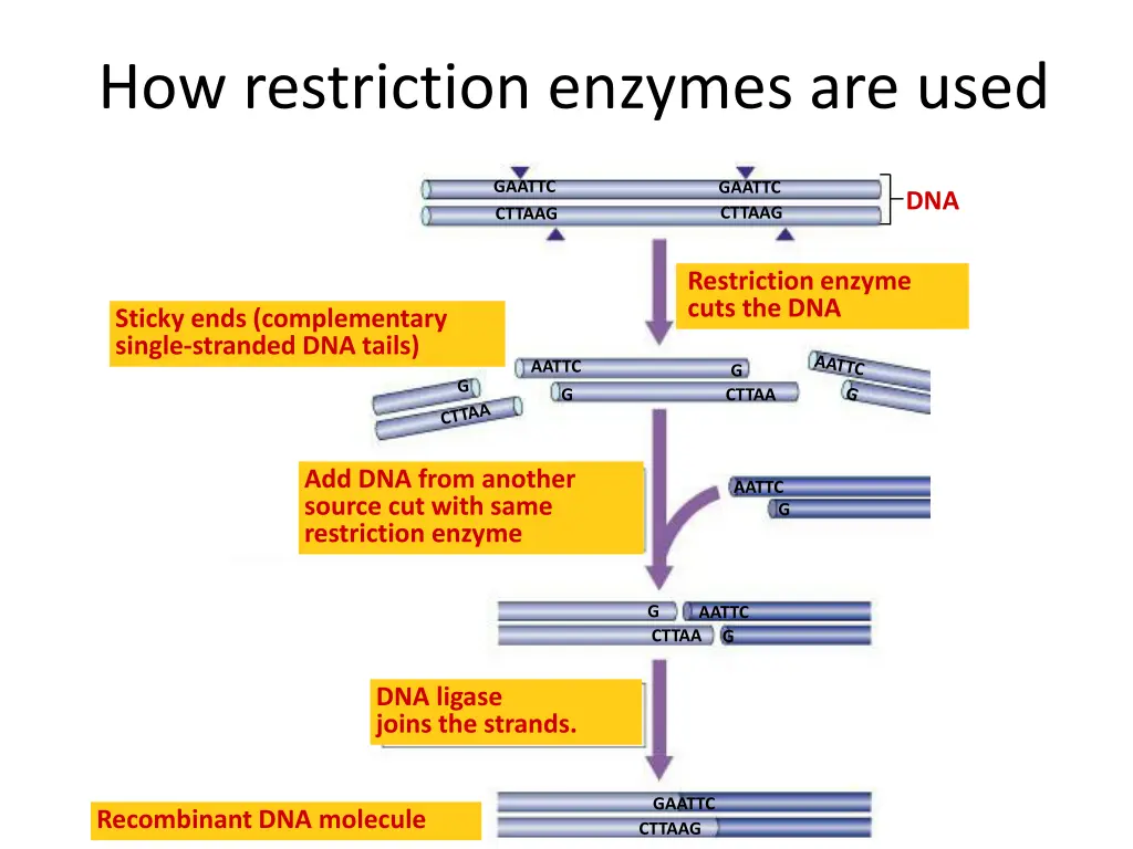 how restriction enzymes are used