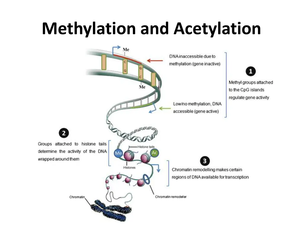 methylation and acetylation