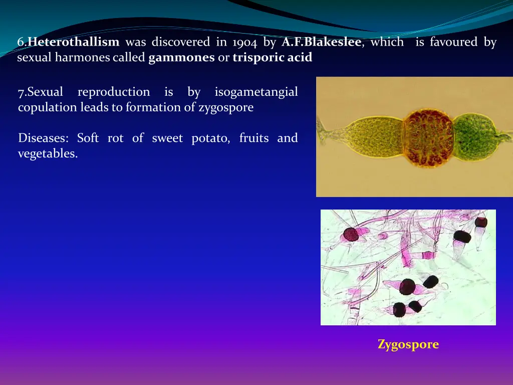6 heterothallism was discovered in 1904
