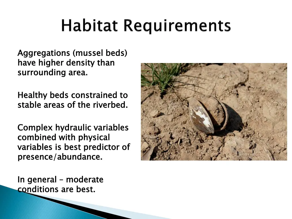 aggregations mussel beds have higher density than