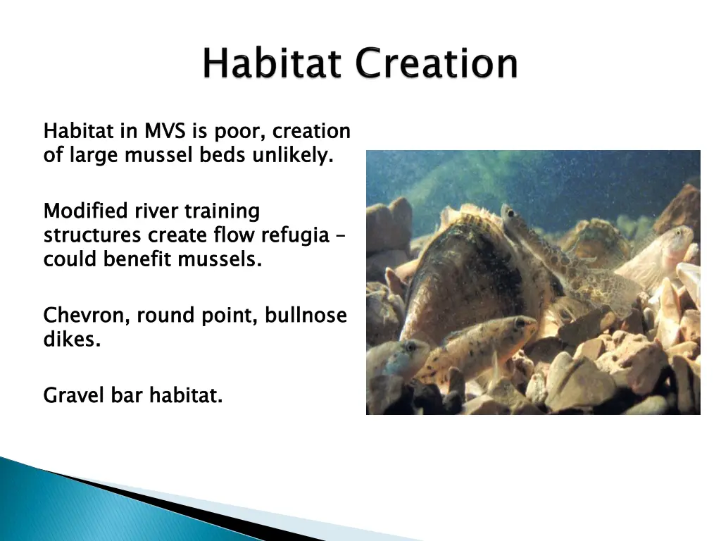 habitat in mvs is poor creation of large mussel